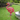 Flamant Rose Solaire Décoratif LED