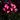 Pack de 2 Fleurs Solaires Décoratives LED – ARUM MAUVE